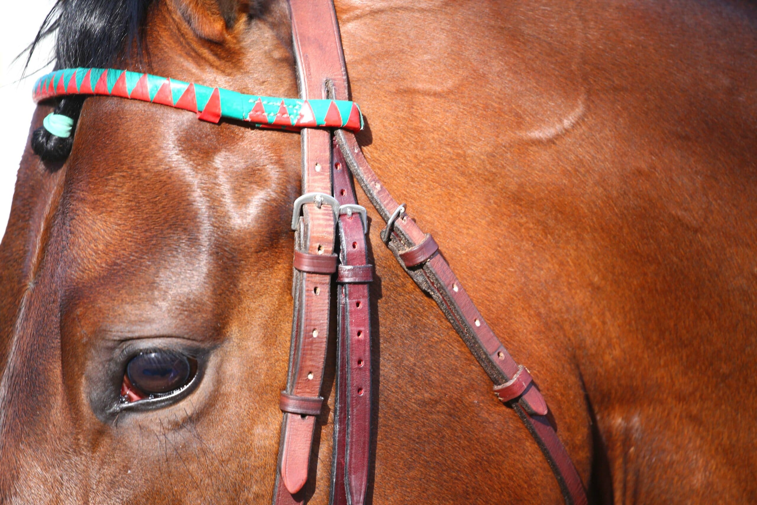 AFASEC - Métiers des courses de chevaux et du sport hippique