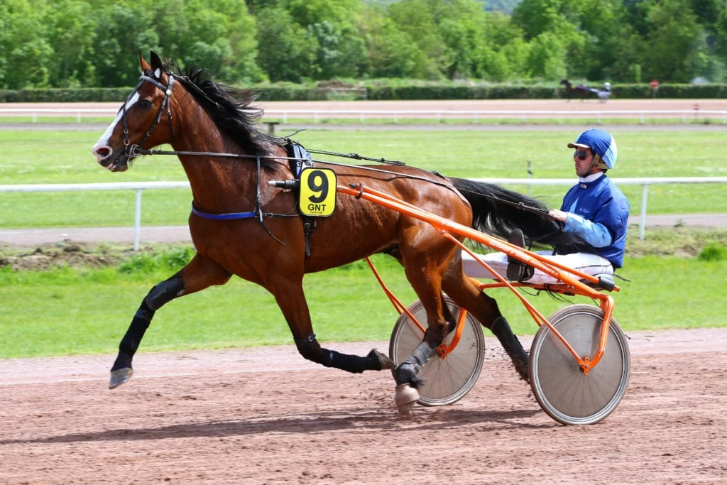 QUEL DIPLÔME ET FORMATION AFIN D’ACCÉDER AU MÉTIER Jockey driver de trot ?