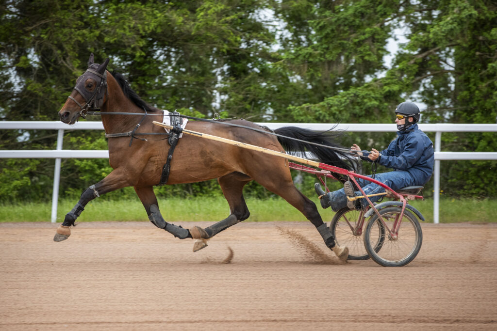 Cavalier d'entraînement de trot