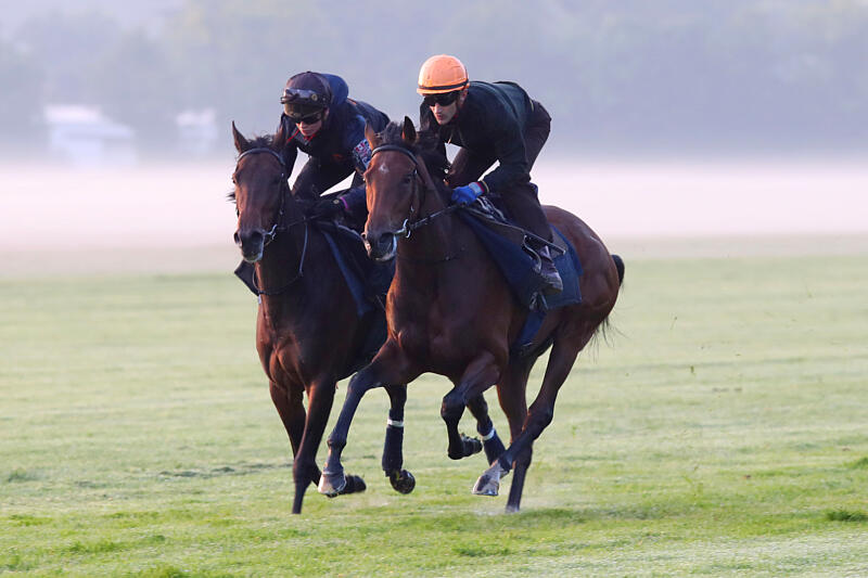 QUELLES SONT LES <span class="text-accent"> PERSPECTIVES D'ÉVOLUTION </span> DU MÉTIER DE CAVALIER·ÈRE D'ENTRAÎNEMENT DE GALOP ?