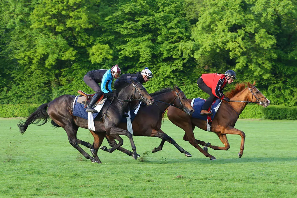 QUELLES SONT LES <span class="text-accent">COMPÉTENCES</span> DU CAVALIER·ÈRE D'ENTRAÎNEMENT DE GALOP ?