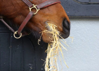 Formation alimentation chevaux