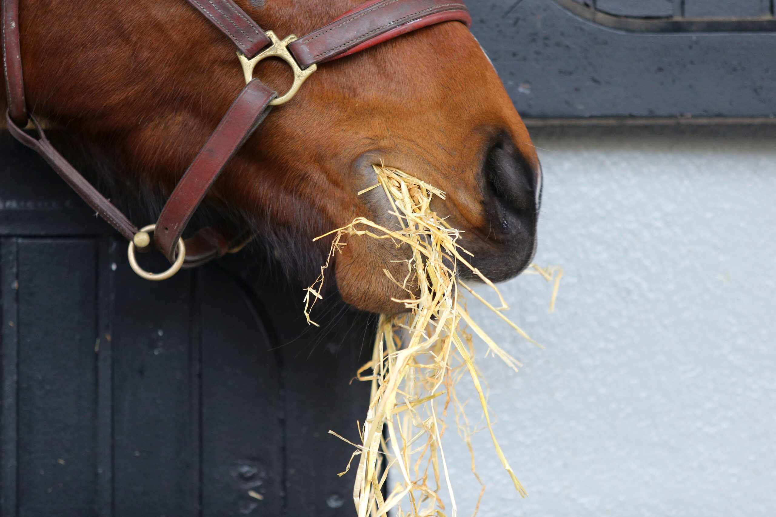 Formation alimentation chevaux