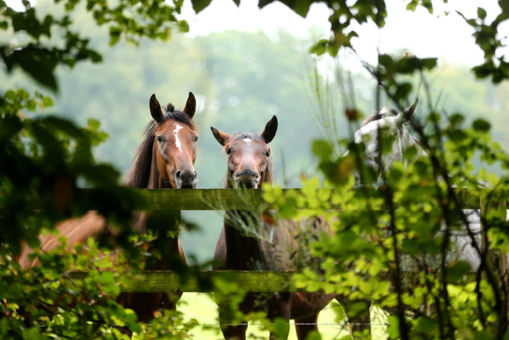 Responsable d'élevage