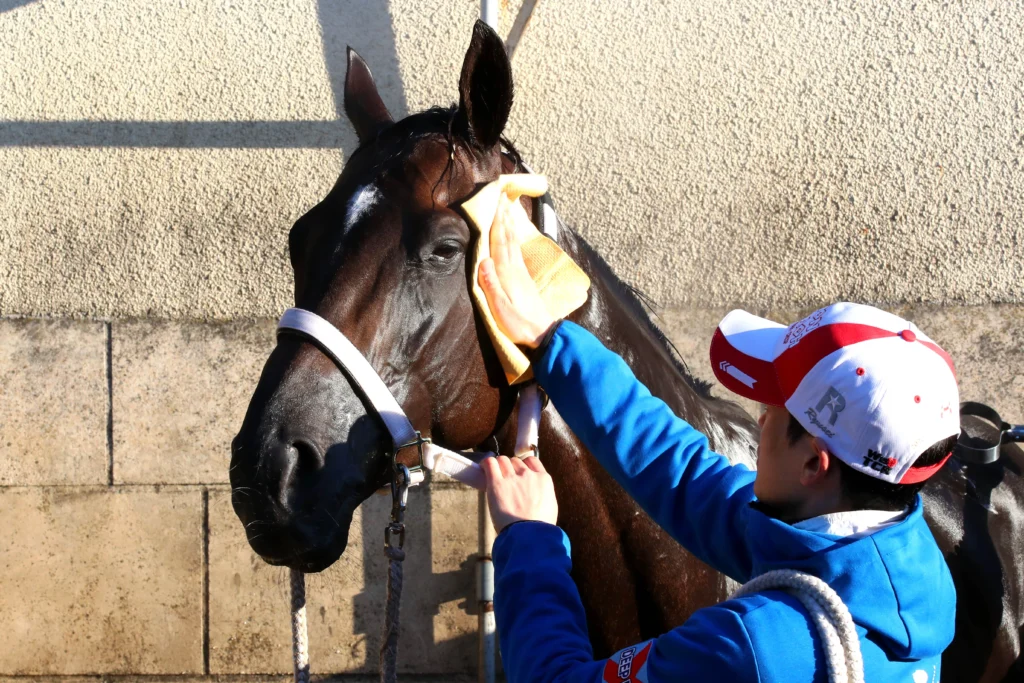 Cheval et soigneur pour métier d'agent d'écurie