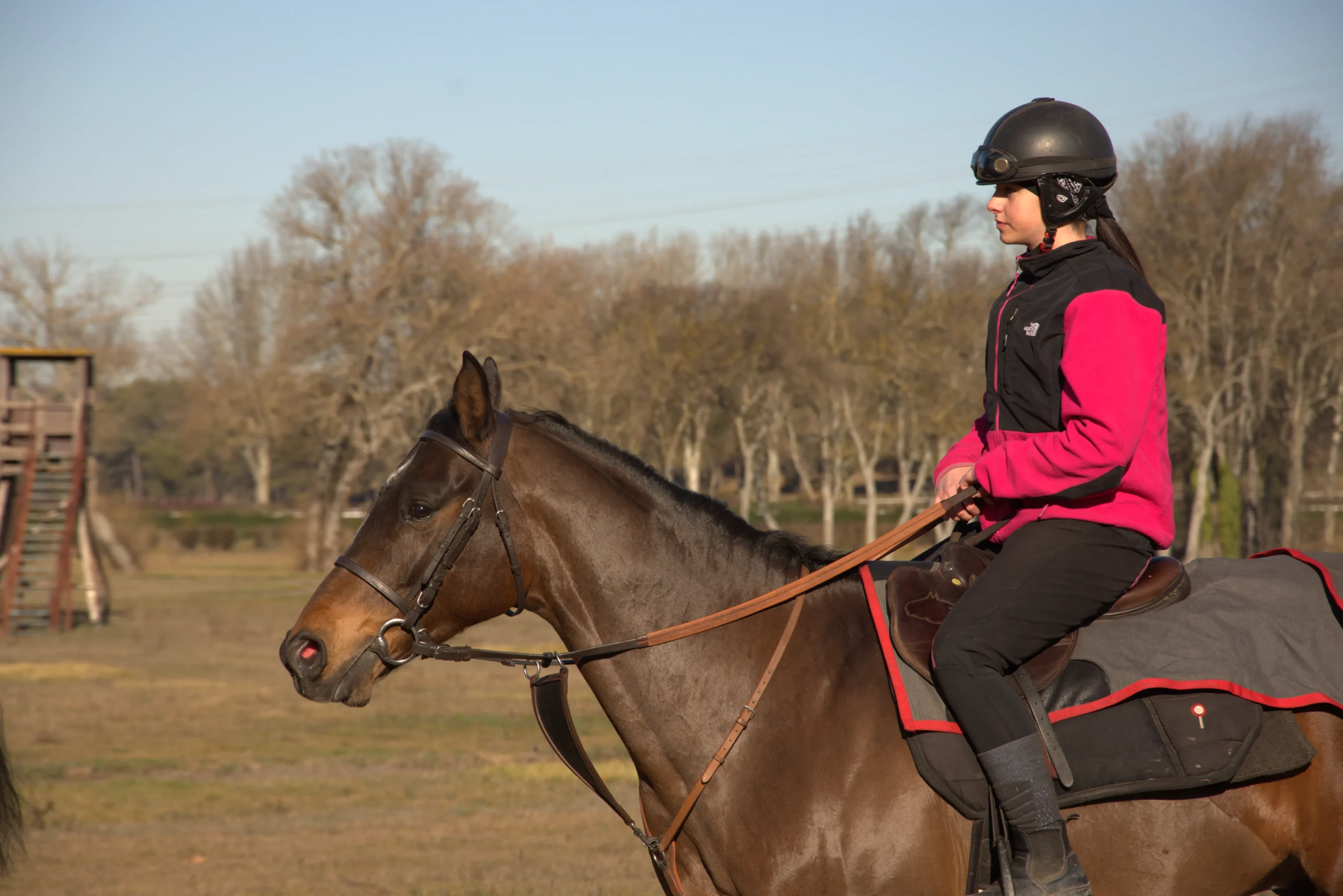 Cheval cavalier pour métier cavalier d'entraînement de galop