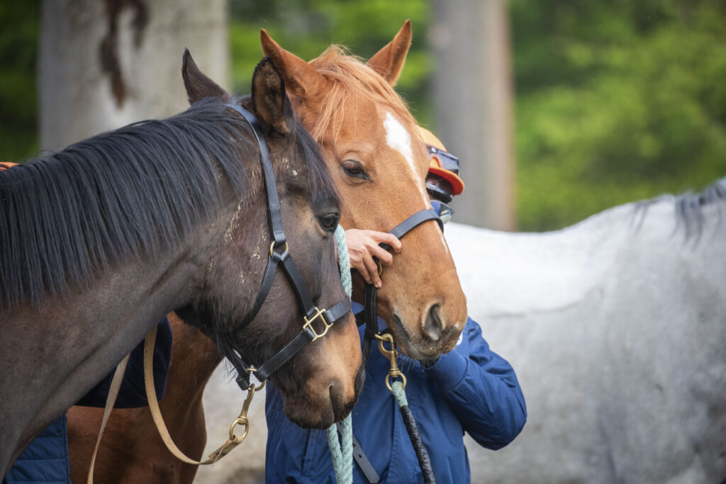 Responsable d'élevage