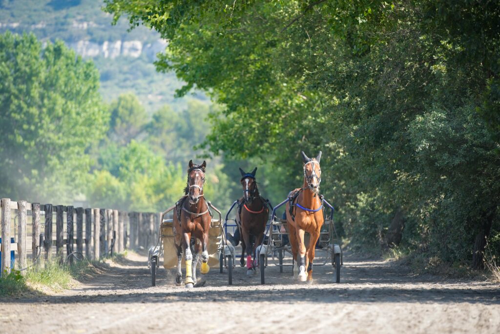 CAPA Lad cavalier d'entrainement trot