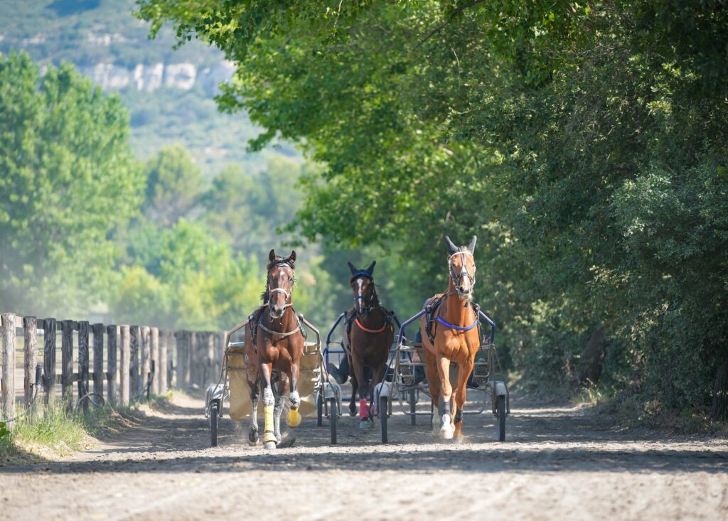 CAPA Lad cavalier d'entrainement trot