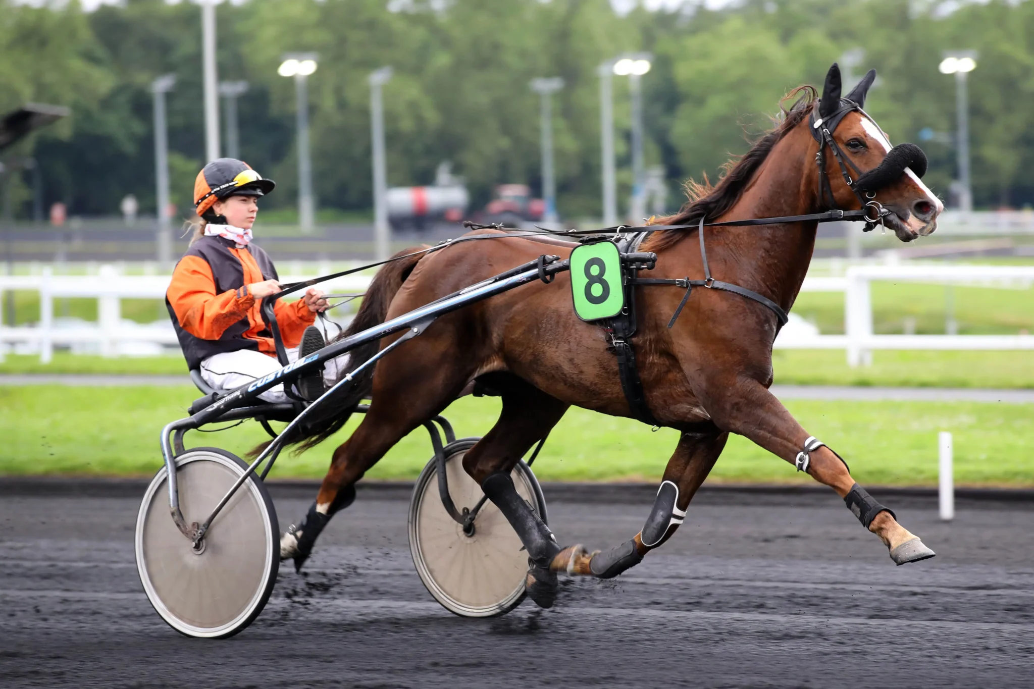 Cheval driver pour métier cavalier d'entrainement de trot