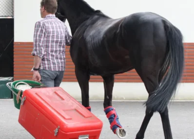 Cheval et responsable pour métier responsable de voyage