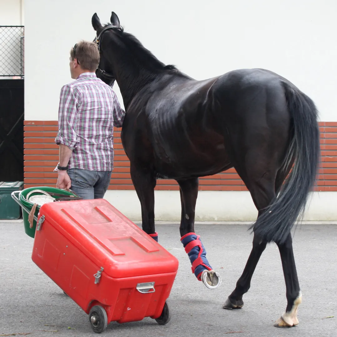 Cheval et responsable pour métier responsable de voyage