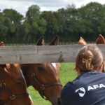 haras élevage