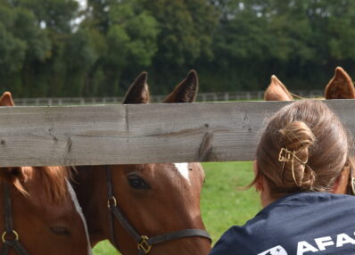 haras élevage