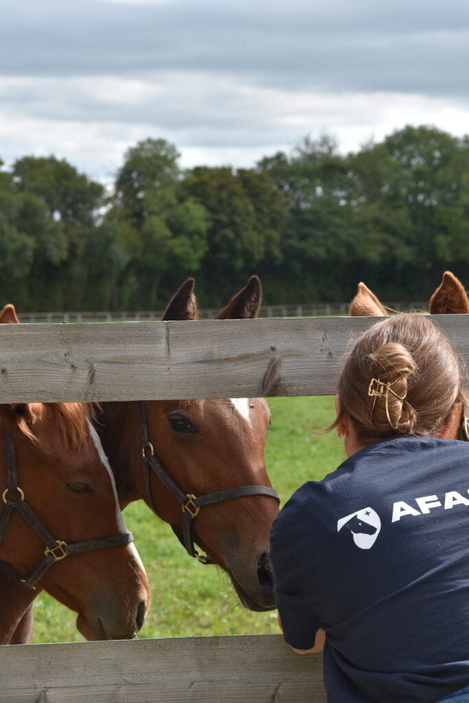 haras élevage