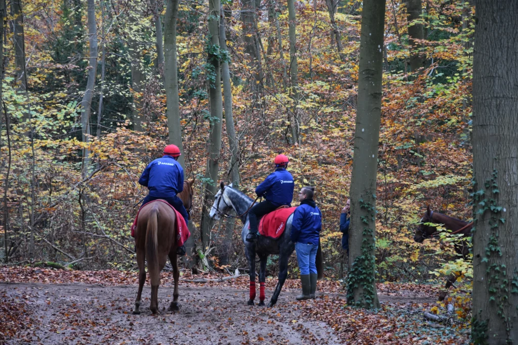 chevaux et cavalier à l'entrainement