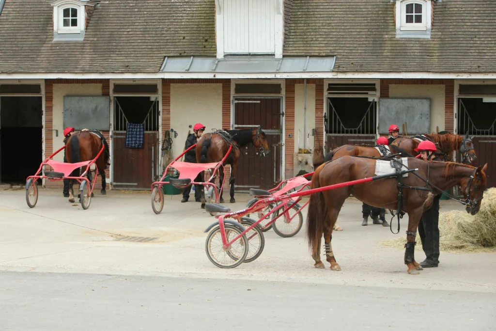 Ecurie avec chevaux et sulky AFASEC Académie Grosbois