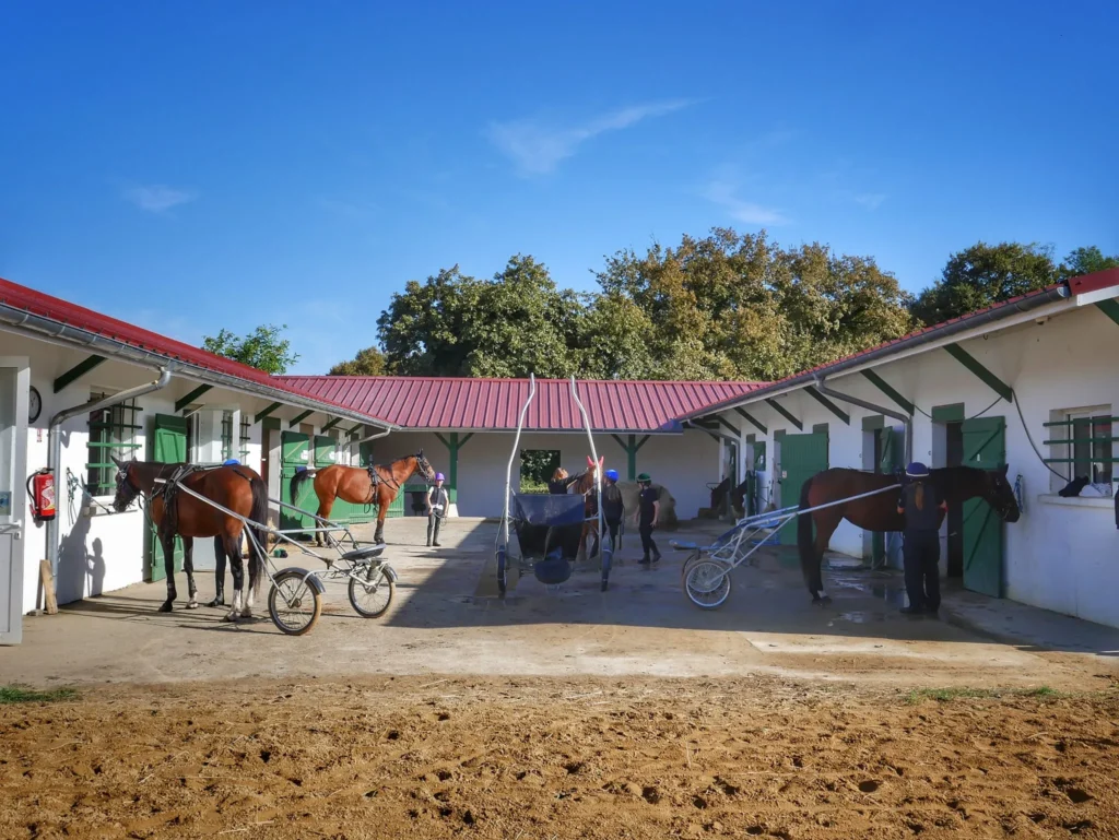 Ecurie chevaux et sulky AFASEC Académie Mont de Marsan