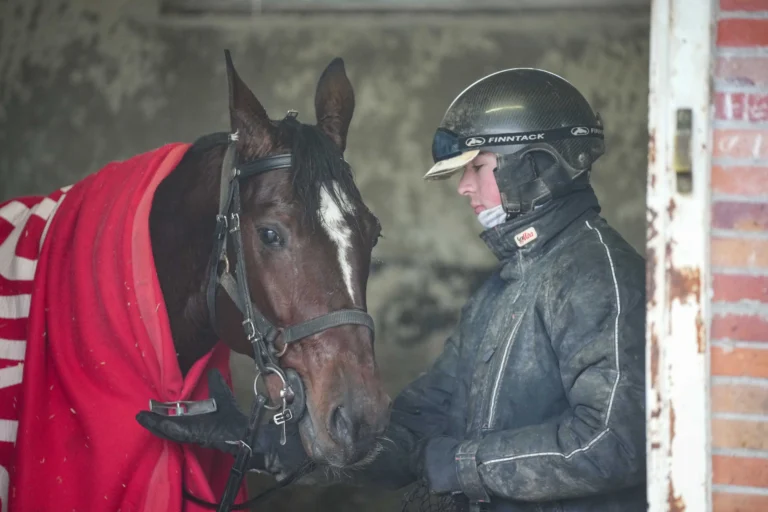 cheval au box avec driver