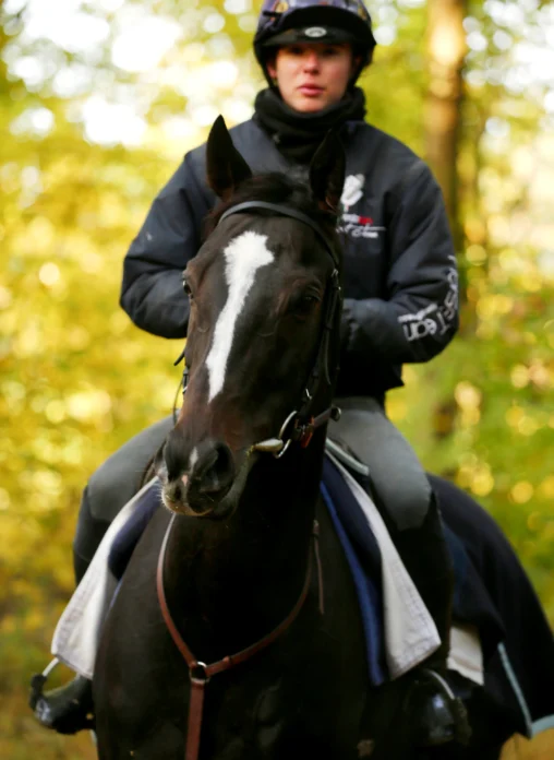 cheval avec cavalier entrainement