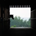 cheval écurie