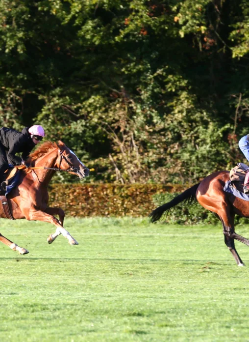 chevaux au galop avec cavalier entrainement