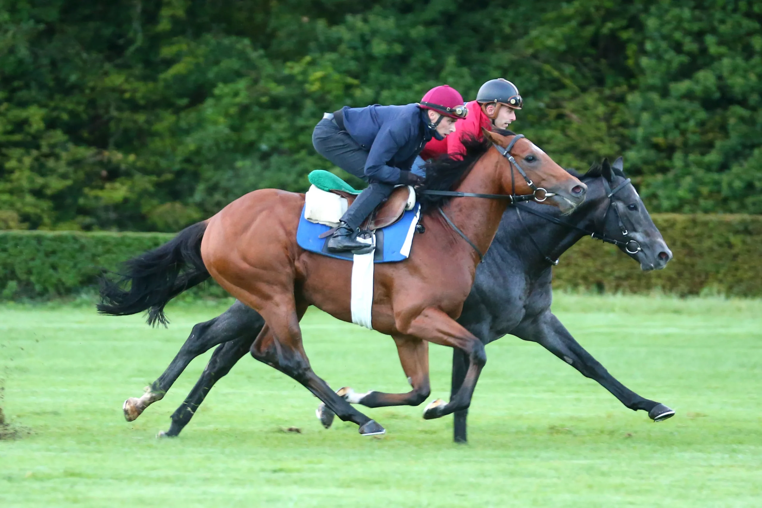 chevaux au galop piste entrainement avec cavaliers