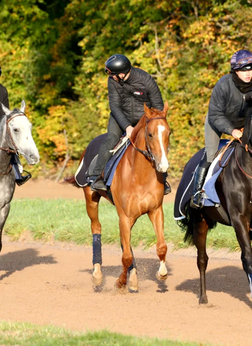 chevaux sur piste entrainement avec cavaliers