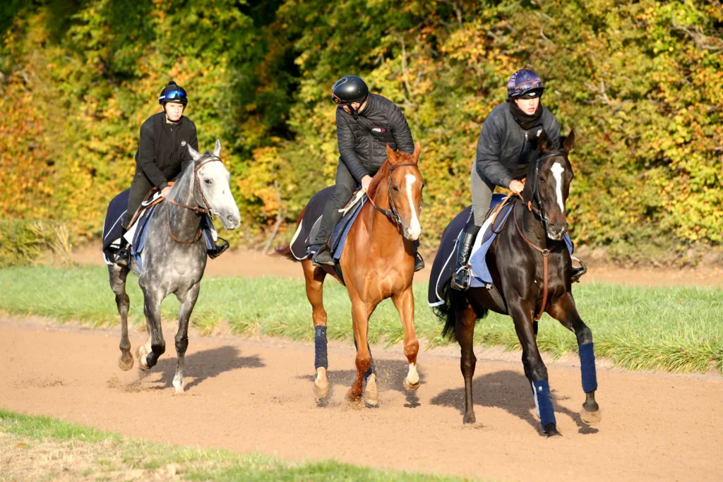 chevaux au pas sur piste entrainement avec cavaliers