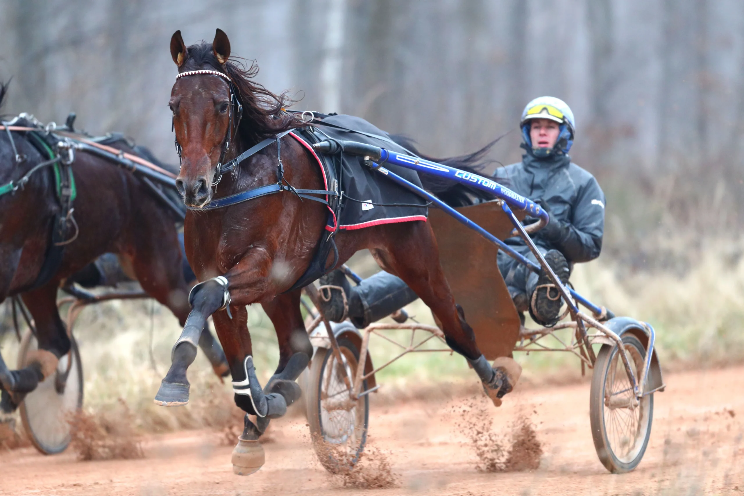 chevaux trotteurs entrainement avec sulky