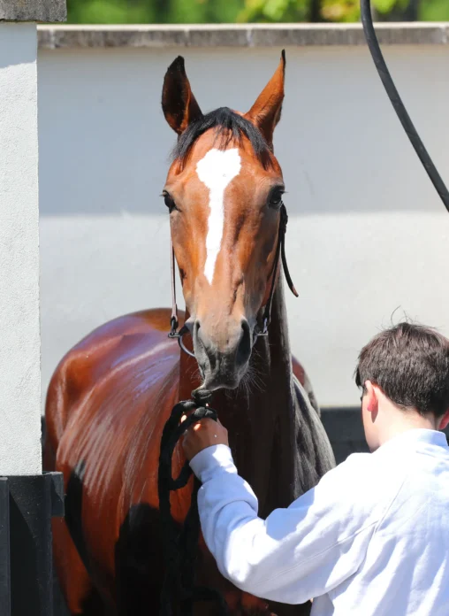 douche soin cheval de course palefrenier