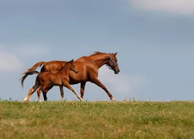 jument et poulain au galop élevage courses hippiques