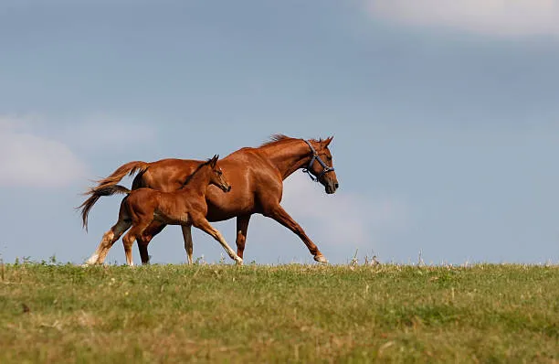 jument et poulain au galop élevage courses hippiques