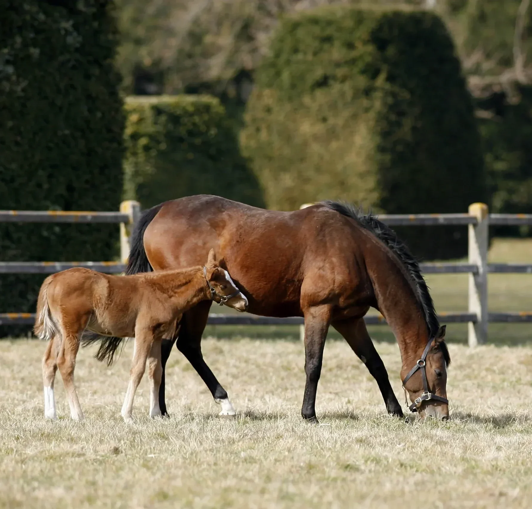 jument et poulain élevage courses hippiques