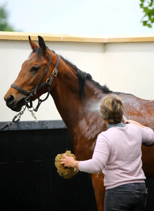 soin douche cheval avec soigneurs