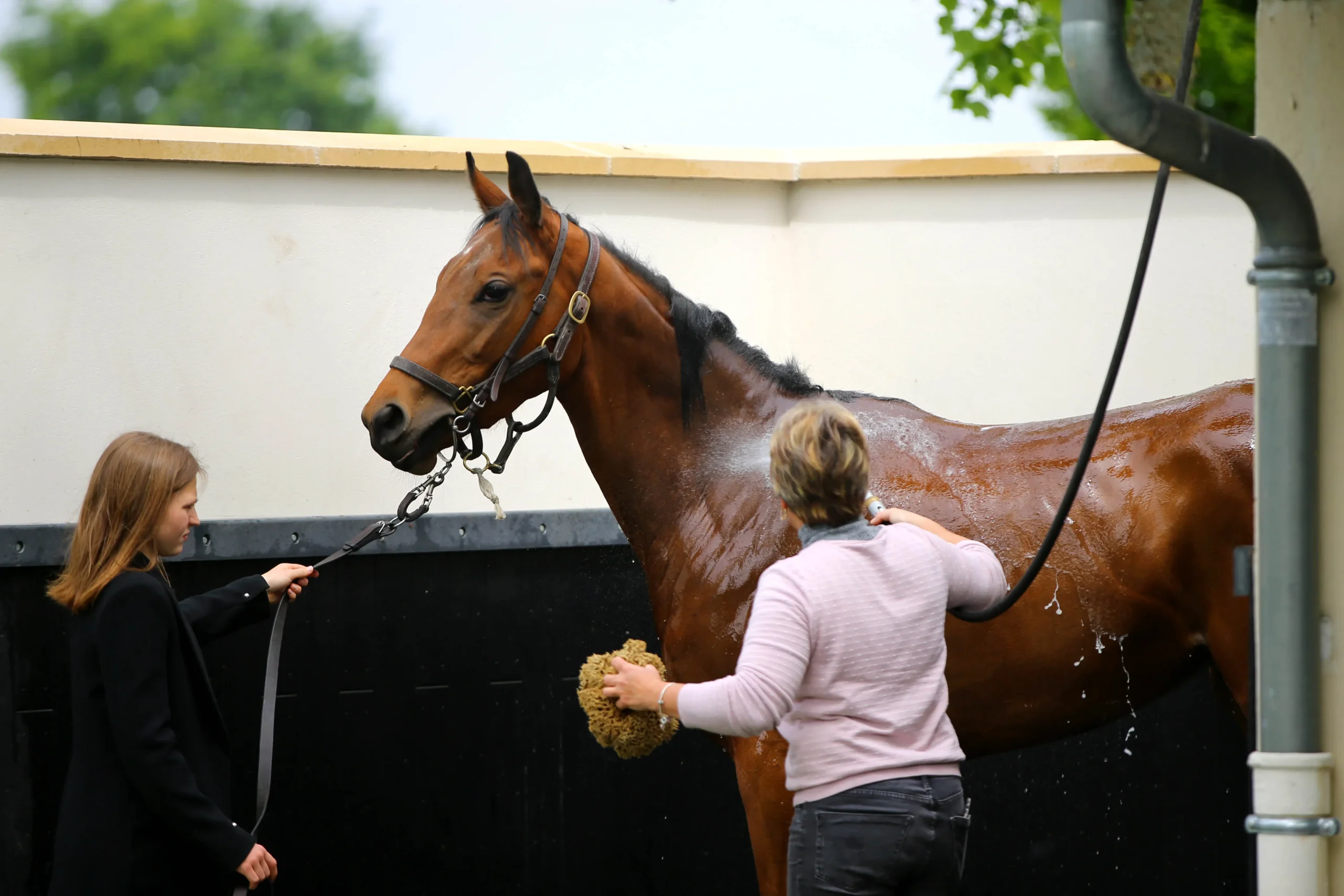 soin douche cheval avec soigneurs