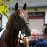 préparation cheval course hippique