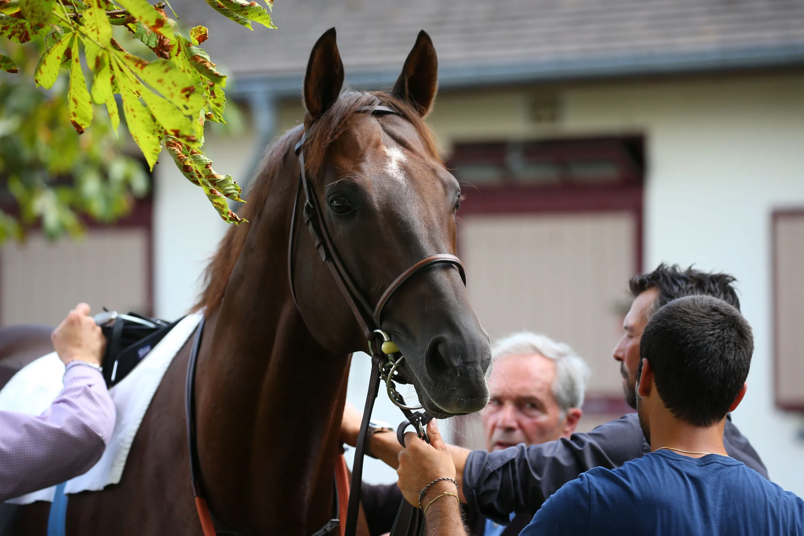 préparation cheval course hippique