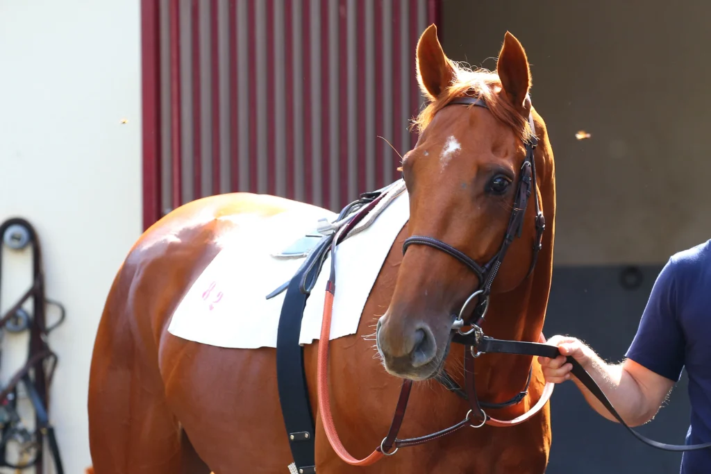 soins cheval de courses