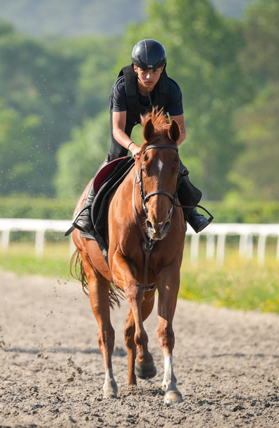 Cavalier cheval AFASEC entrainement