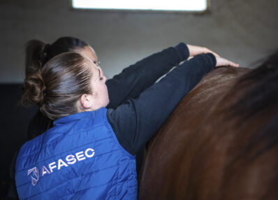 Palefrenier Soigneur