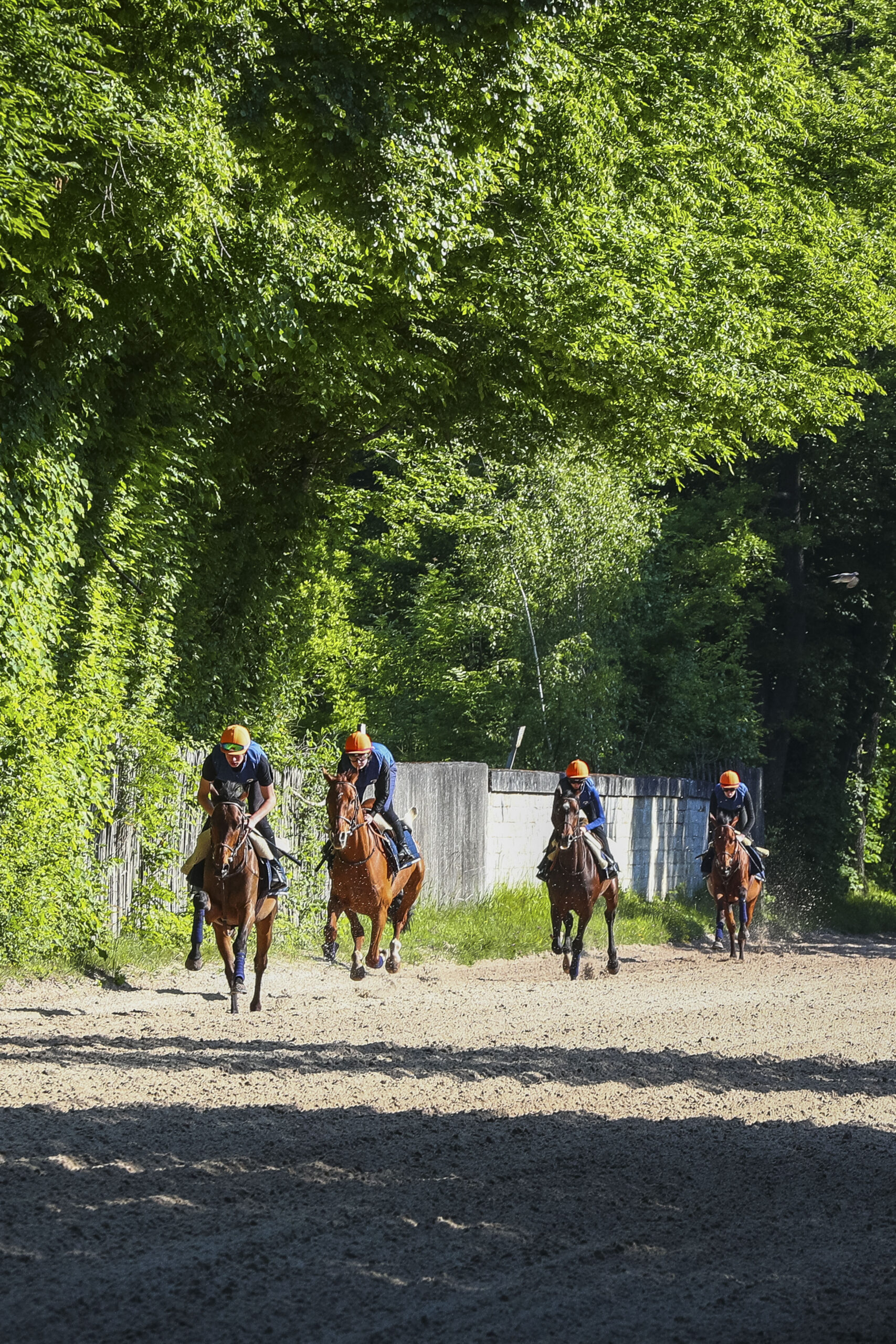 CAPA LAD - Cavalier d’Entraînement en UC - Trot & Galop