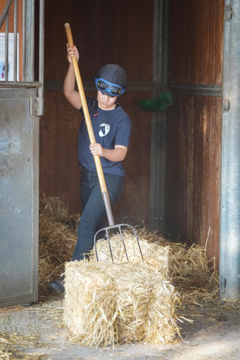 Palefrenier Soigneur
