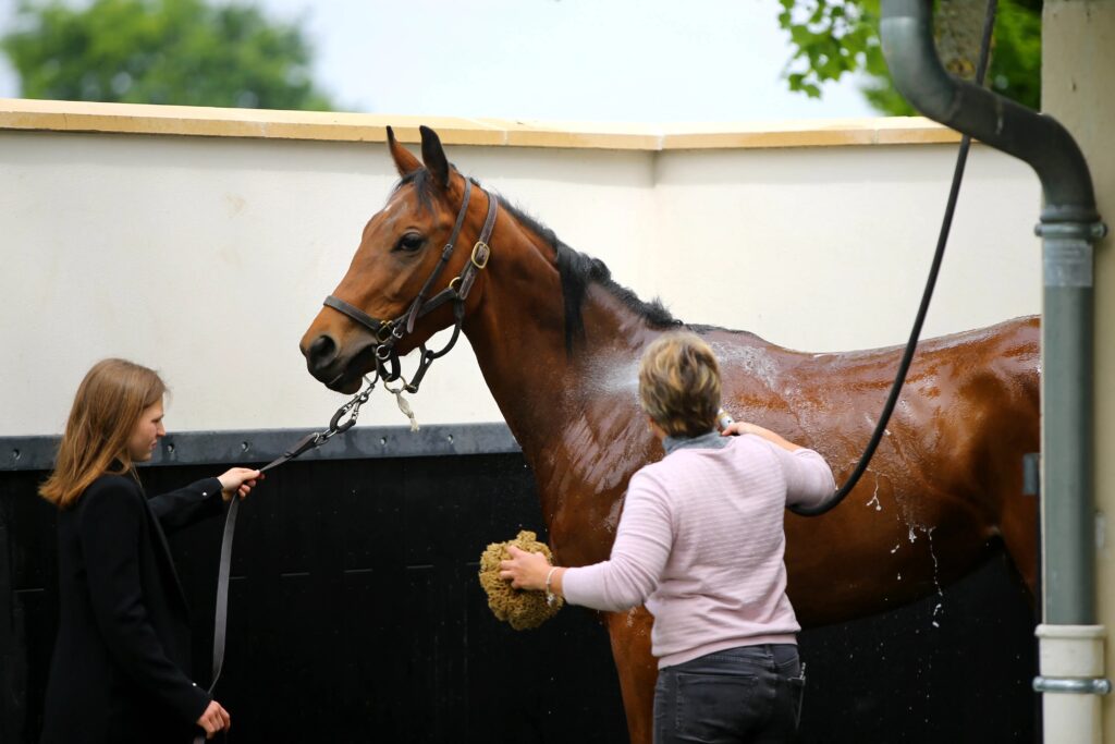 soin douche cheval avec soigneurs