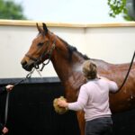 soin douche cheval avec soigneurs