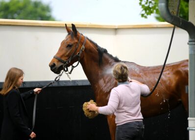 soin douche cheval avec soigneurs