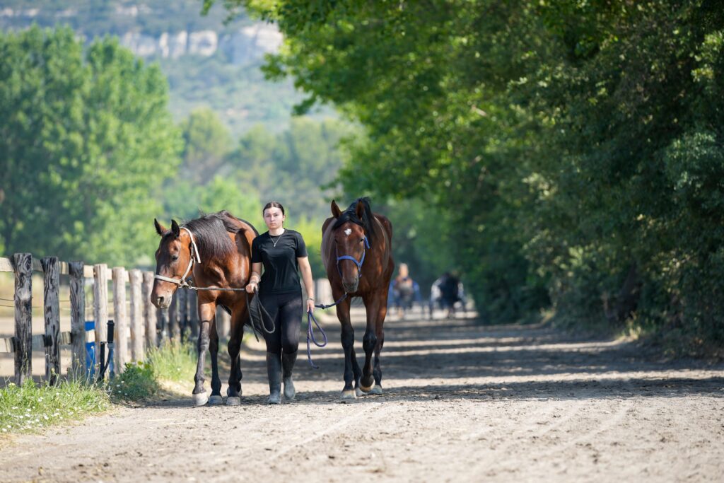 Chevaux tenus en main - Cabriès