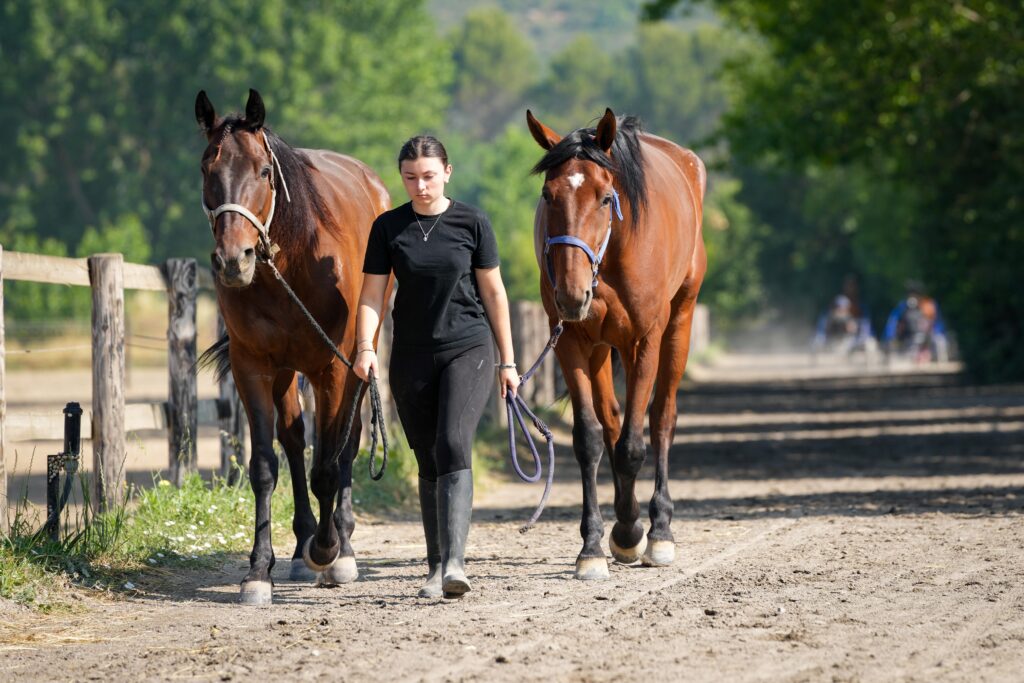 Chevaux tenus en main - Cabriès