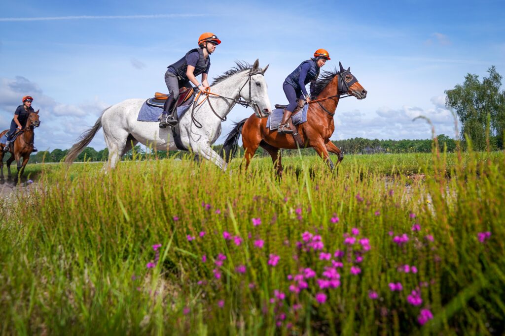 cavalier d'entrainement galop