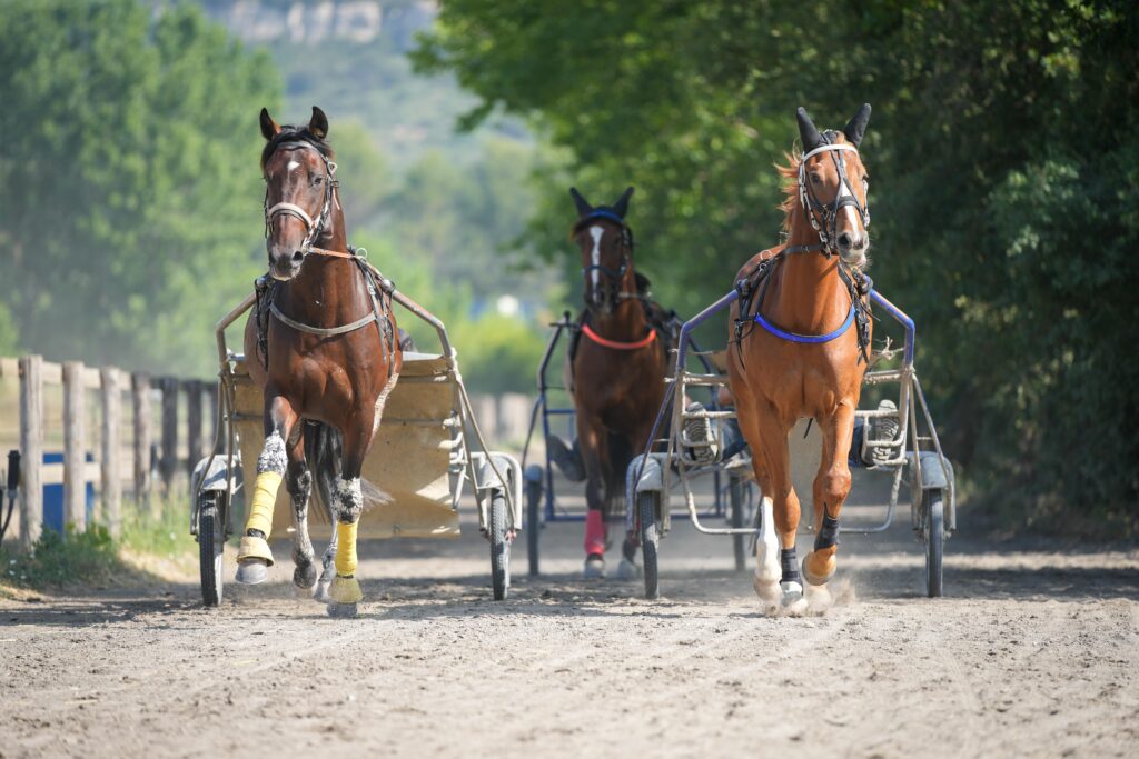 cavalier d'entrainement trot